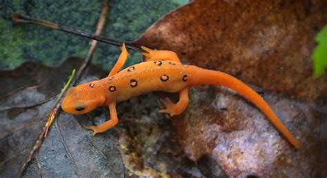   Responsable Eastern Newt: This Amphibious Wonder's Webbed Feet Paddle Through Life With Unfathomable Grace!