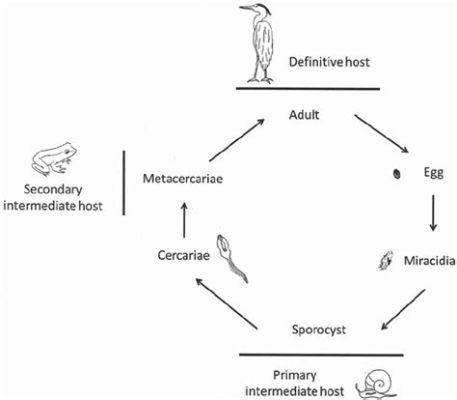  Xenopharynx: 寄生蟲之王，以其複雜的週期和令人驚嘆的生存能力聞名！