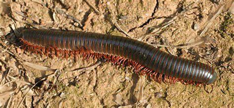  Quaternion Millipede: This Unassuming Arthropod Wears Its Thousand Legs Like Fashionable Armor