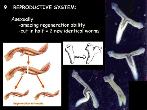  透白線蟲！這種獨特的生物其實擁有令人驚奇的再生能力