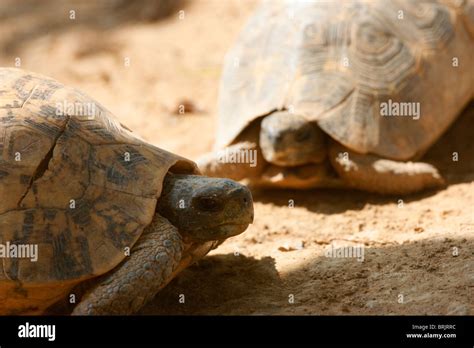  Uganda 烏龜：一種擁有堅硬外殼的奇特爬行動物，牠們在非洲草原上悠閒漫步，以葉子為食！